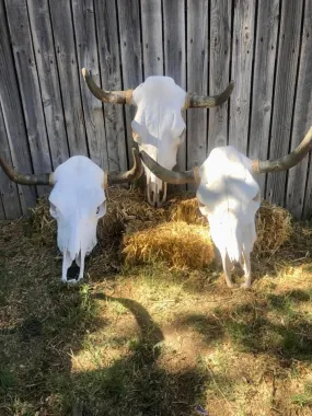 Plain cowskull wall decor